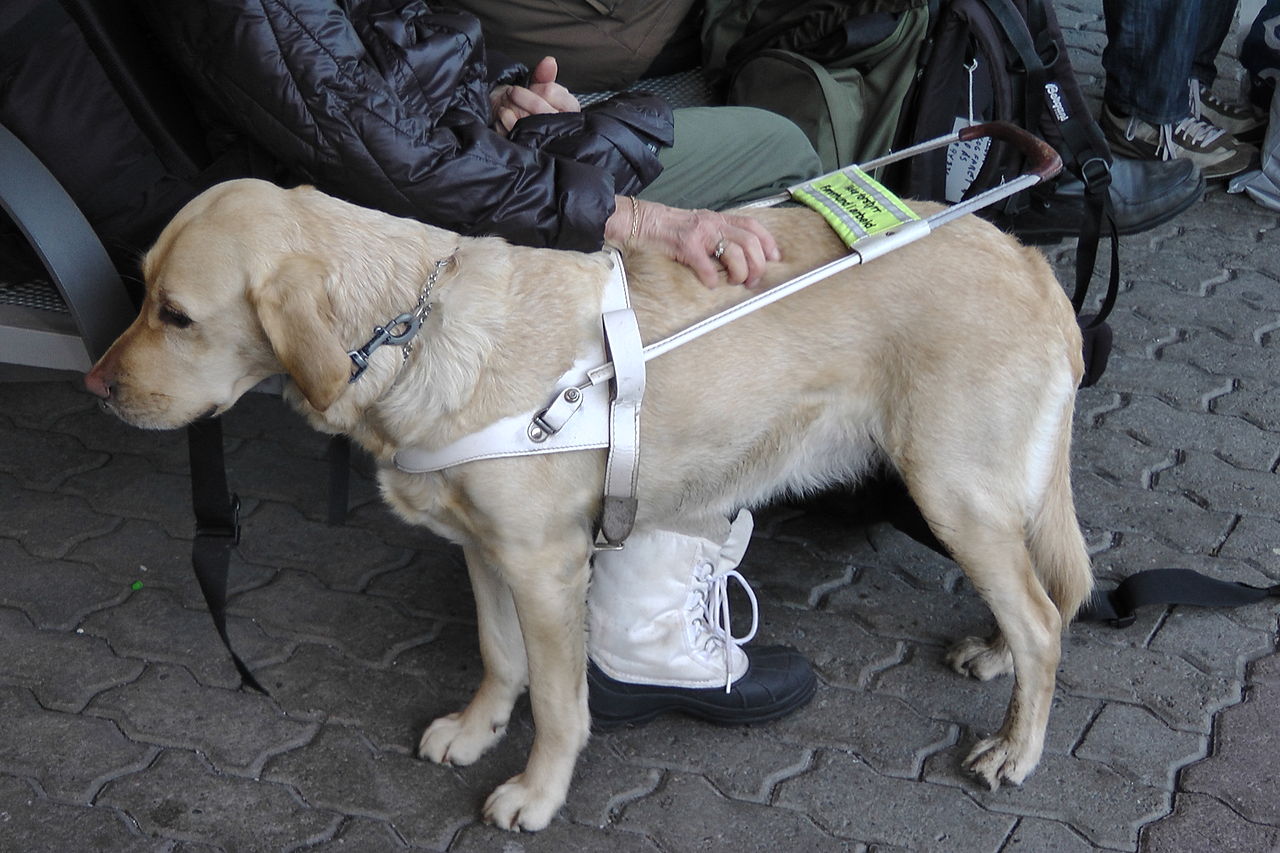 Service Dog